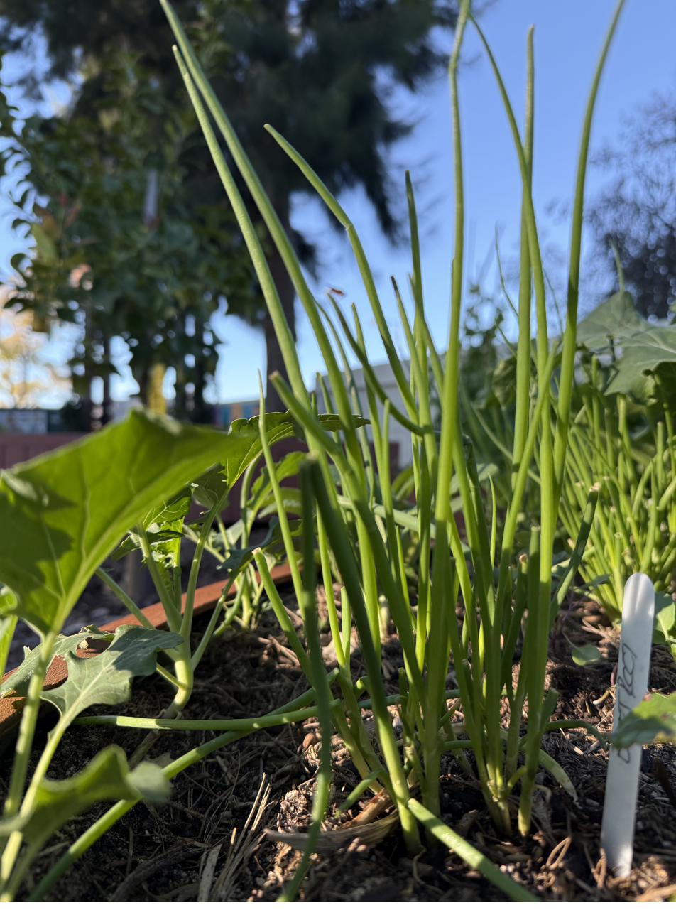 Seedlings on bench